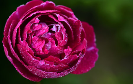 red rose with drops of water isolated as close-up against green background