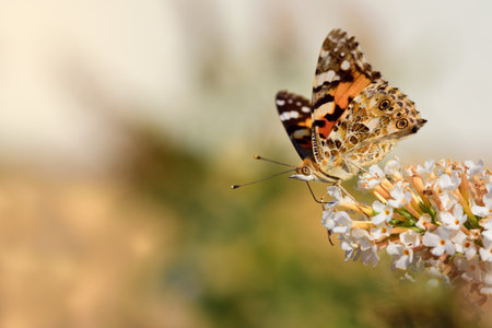 A colored colorful butterfly sits in Europe sideways on the blossom of a white lilac in front of light background in summer in natureの写真素材