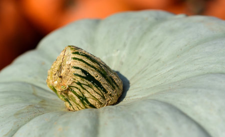 Closeup of green pumpkin on other squashes stands as backgroundの写真素材