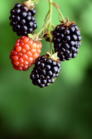 Closeup view of an isolated dark ripe blackberry in front of green background in summerの写真素材