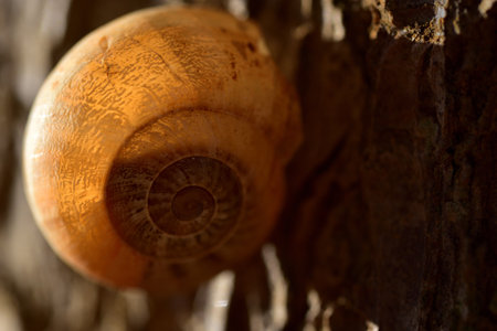 Closeup of a snail shell in the backlight, through which the light shines, on a tree bark in the open airの写真素材