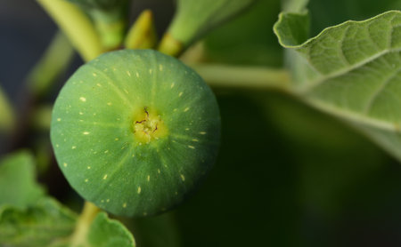 Closeup of an immature green fig on fig tree with leaves and dark background in summer in Sicilyの写真素材