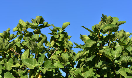 A treetop of a fig tree with leaves and green figs against blue sky in Sicilyの写真素材