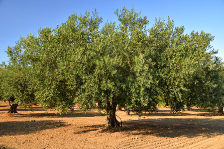 A large olive tree with green treetop stands on an olive field on bare ground in summer in Sicilyの写真素材