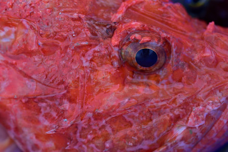 Close-up and background of a fish's eye looking out from a freshly caught red fish