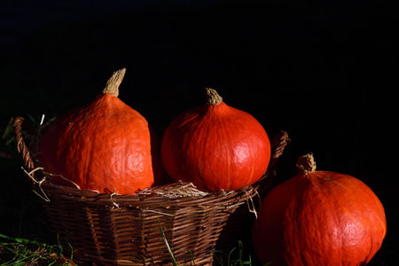Three bright orange hokkaido gourds in a brown wicker basket against a dark background for Thanksgiving or Halloweenの写真素材