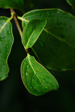 Closeup of green fresh leaves in front of dark background with water dropsの写真素材