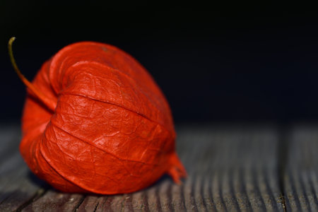 Closeup of a red shining lantern flower on a wooden table against dark background with free space