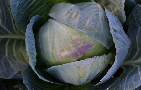 Background with a fresh green head of white cabbage on the field with water drops in autumnの写真素材