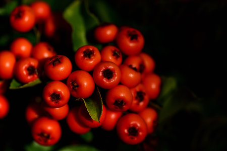 Close up of ripe orange berries for autumn birds against dark background with free spaceの写真素材
