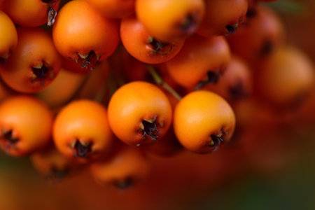 Close up of ripe orange berries for autumn birds against dark background with free space