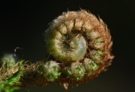 Closeup of a young fern frond just curling up in front of green background in natureの写真素材