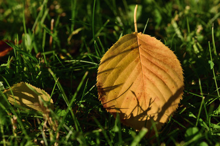 The yellow leaf of a tree lies in the autumn in the sun on a meadow in the lightの写真素材