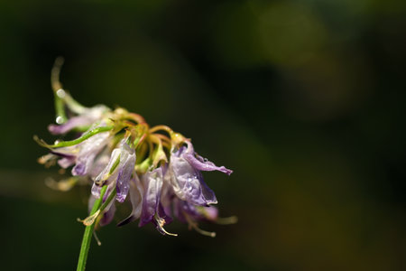 Closeup of a faded flower on a meadow with water drops in front of green background in autumnの写真素材