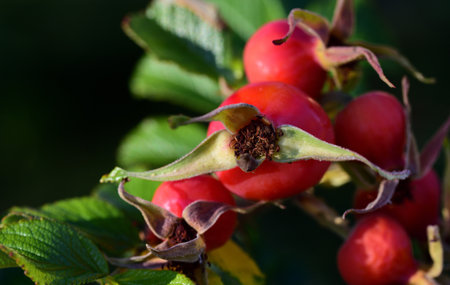 Closeup of red ripe rosehips with leaves on branch in autumn in front of dark background
