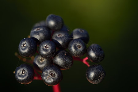 Closeup of dark berries of wild wine with red stalk in front of dark and green background in autumn...