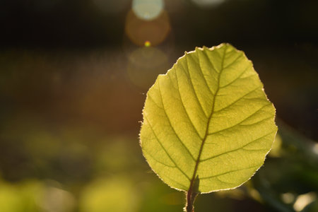 A green leaf in autumn in backlight in the evening in front of green background in nature outdoors