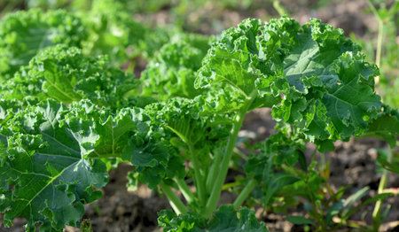 The leaves of a kale grow in a vegetable patch in autumnの写真素材