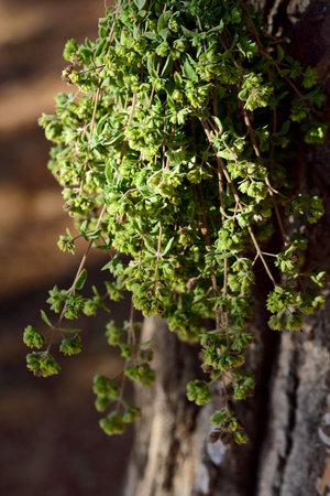 A bunch of oregano hangs to dry on a tree outdoors in Sicily and smells