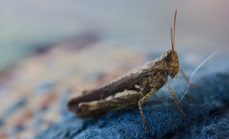 A brown little grasshopper sits on a plastic fabric against a light background with open spaceの写真素材