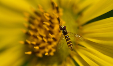 A hover fly from above on a yellow blossom in summer