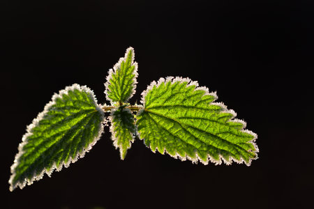 Closeup of a nettle with green leaves in the back light in autumn with hoar frost on the leaf...