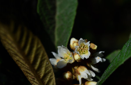A branch of a tree of medlars with green leaves and white flowers against dark background on Sicilyの写真素材