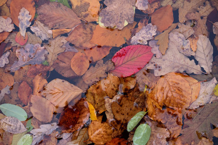Many colorful leaves from the trees float side by side in autumn on a water surface as a background