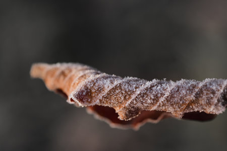 Closeup of a single dry rolled sheet with frost in front of gray background in winterの写真素材