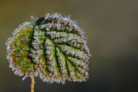 Closeup of a green leaf in winter covered with frost and ice crystalsの写真素材