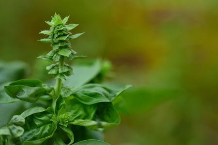 Close-up of the bud of a soon-flowering green basil plant with green leaves in Italy with space for textの写真素材