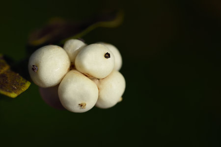 Close-up of white overripe white berries in late autumn against a dark green background with free space for textの写真素材