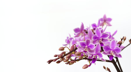 Close-up of a blooming wild purple orchid against white backgroundの写真素材