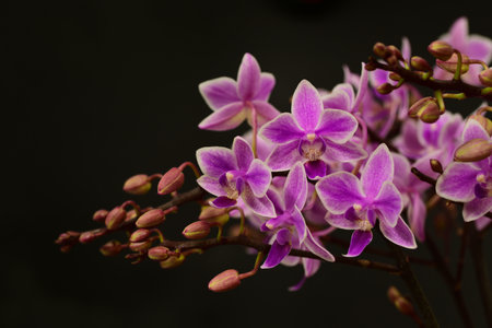 Close-up of a blooming wild purple orchid against dark backgroundの写真素材