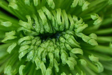 Close-up and detail shot of a green blossom with water drops as a background in natureの写真素材