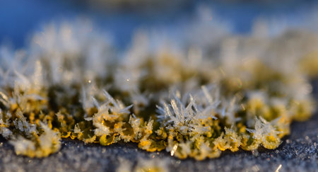 Close-up of yellow moss and lichen in winter, on which ice crystals have grown, against a white and blue backgroundの写真素材