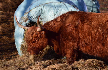 A hairy highland cattle stands on a pasture and eats grass, which is kept in a plastic hay baleの写真素材