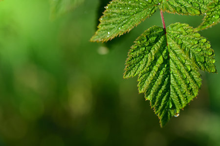 Close-up of fresh green leaves of raspberry against green background with sunlight, drops of water...