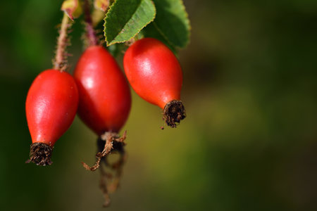 Close-up of three red rose hips growing on a bush in late summer, against a bright green background...
