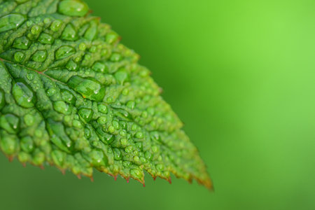 Close-up of fresh green leaves of raspberry against green background with sunlight, drops of water...
