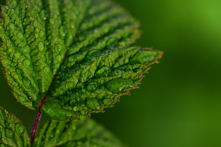 Close-up of fresh green leaves of raspberry against green background with sunlight, drops of water...