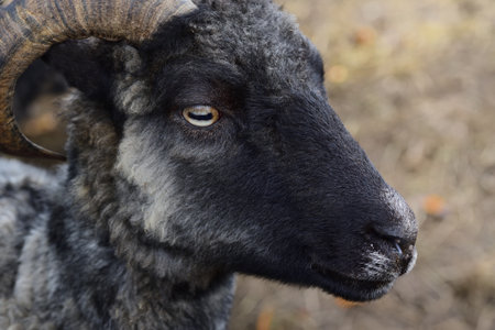 Portrait of a dark sheep with curved horn on the meadow in Germanyの写真素材