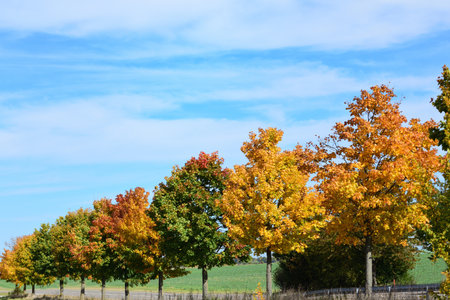 Deciduous autumn trees in various shades of green and red against a blue sky, glowing in the sun