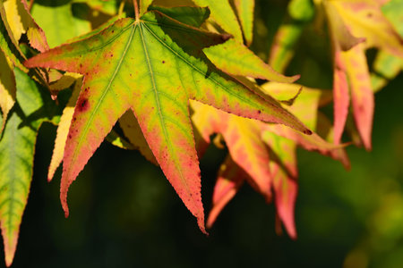 Autumn colored leaves in bright green, yellow and red, hanging from above in the picture against a...
