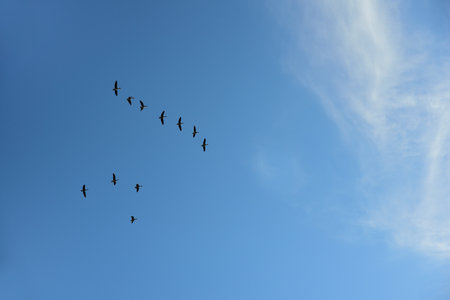 Background with blue sky and delicate white clouds, in front of which a flock of geese flies as...