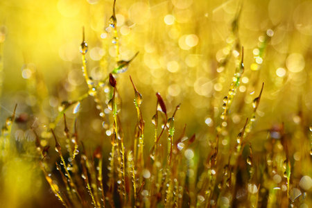 Super close-up of delicate filigree glowing moss that glistens in the sun with its flowers and damp stems against a yellow background in natureの写真素材