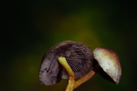romantic close-up of two small autumn mushrooms against green background with space for text