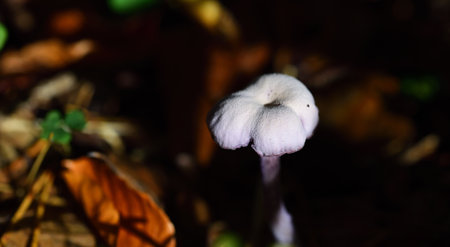 a small white mushroom stands alone on the forest floor in autumn shade in autumnの写真素材