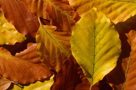 Colorful background made of dry autumnal leaves of beech, which shine in brown, orange and yellow