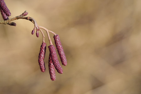 Close-up of a closed alder blossom in winter against a light brown backgroundの写真素材